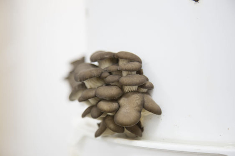 Une champignonnière urbaine pousse à La Garde - Var-information