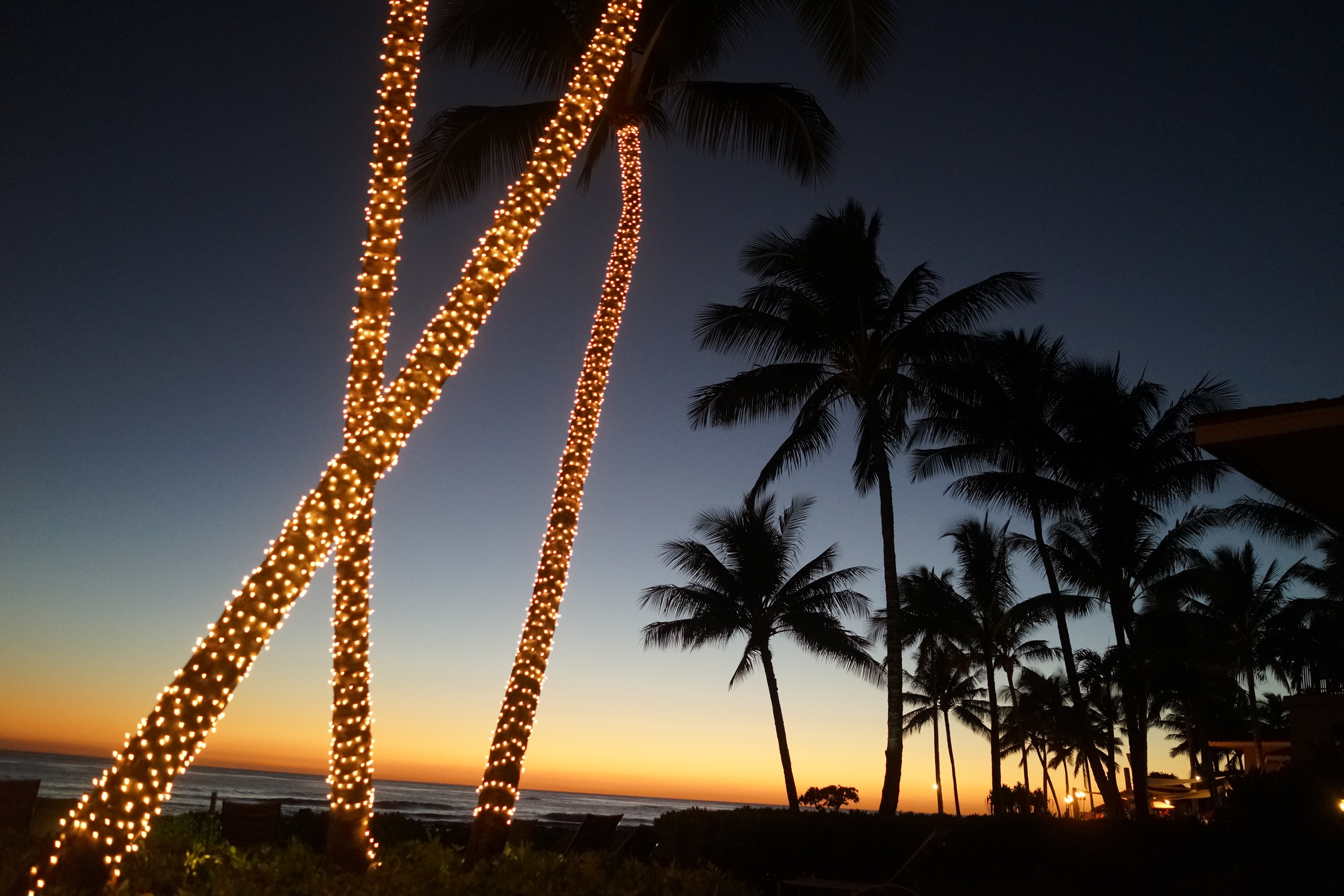 8-raisons-de-partir-en-vacances-a-hawai-palmiers