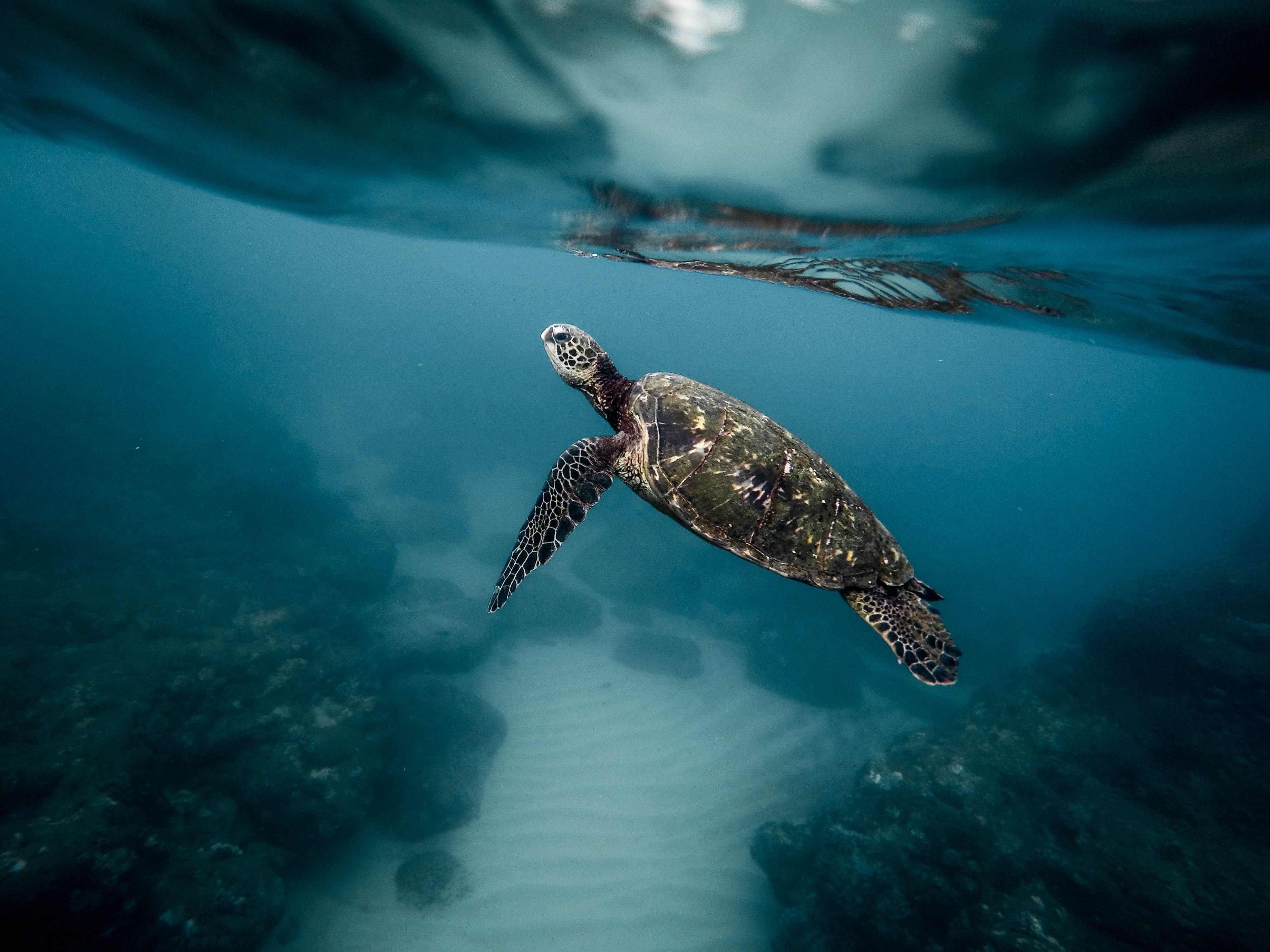 8-raisons-de-partir-en-vacances-a-hawai-plongee-tortues