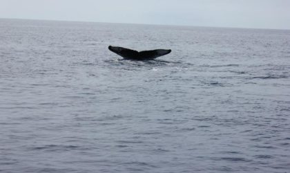 observer-les-baleines-a-maui-hawaii