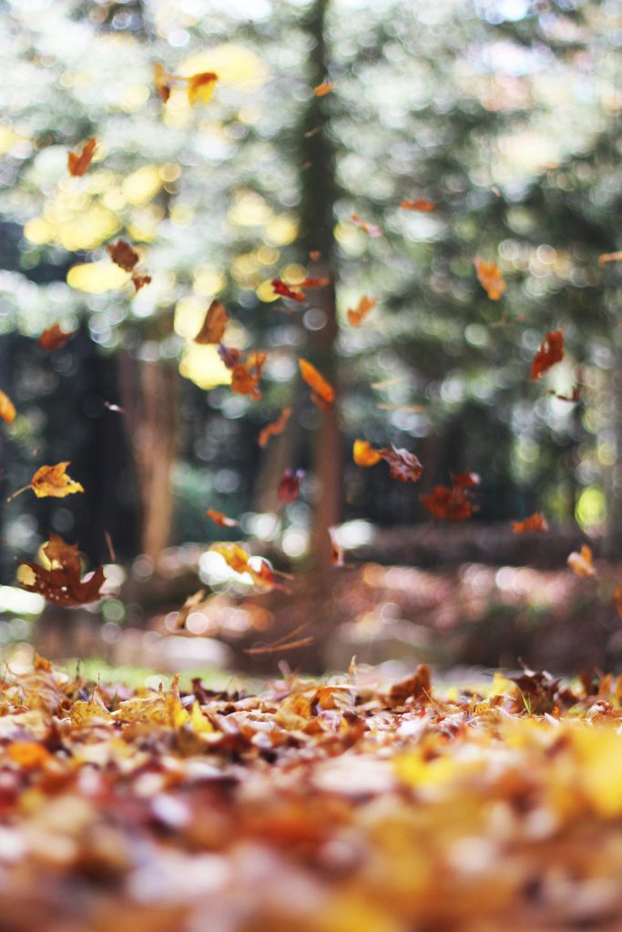 11-idees-d-activites-celebrer-l-automne