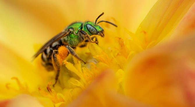 la-crise-silencieuse-des-abeilles