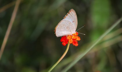 en-quete-de-symbiose-vivre-en-harmonie