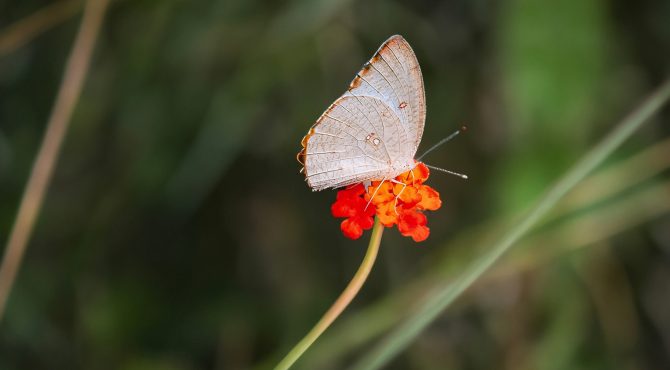 en-quete-de-symbiose-vivre-en-harmonie