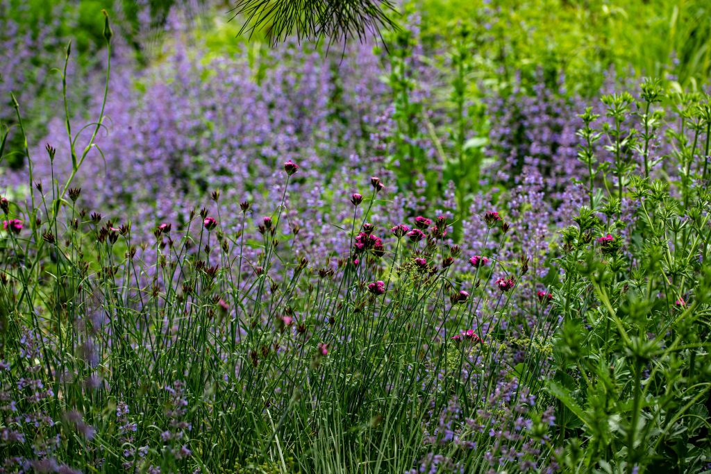 redecouvrir-notre-lien-avec-la-nature