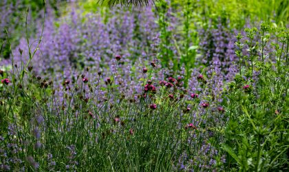 redecouvrir-notre-lien-avec-la-nature
