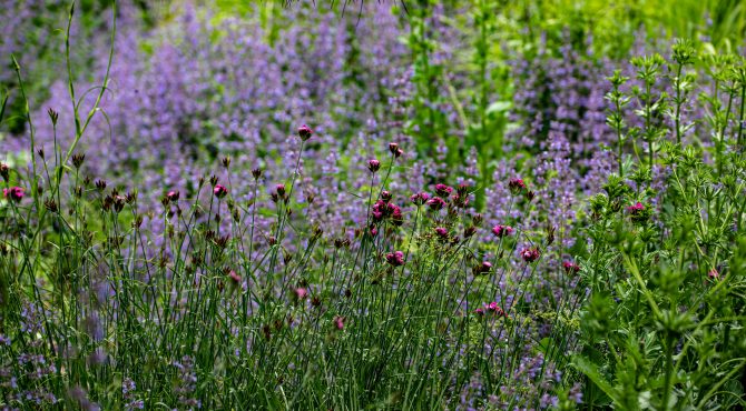 redecouvrir-notre-lien-avec-la-nature