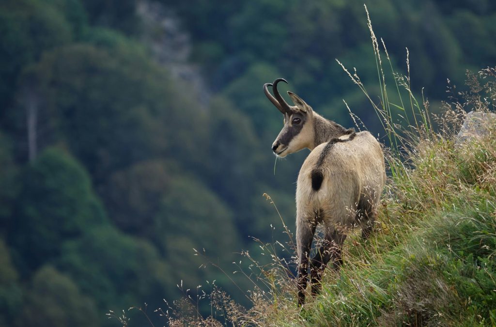 redecouvrir-notre-lien-avec-la-nature