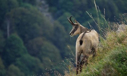 redecouvrir-notre-lien-avec-la-nature