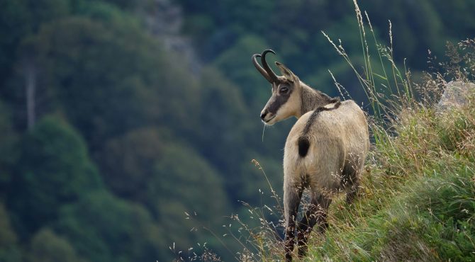 redecouvrir-notre-lien-avec-la-nature